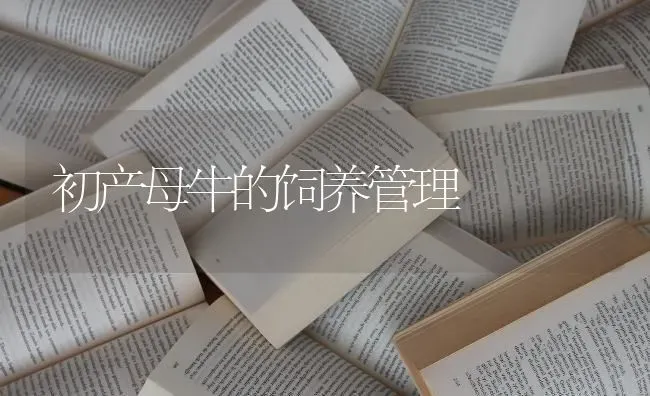 初产母牛的饲养管理 | 养殖技术大全