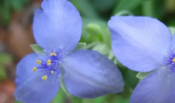 紫露草花后如何修剪 | 实用知识