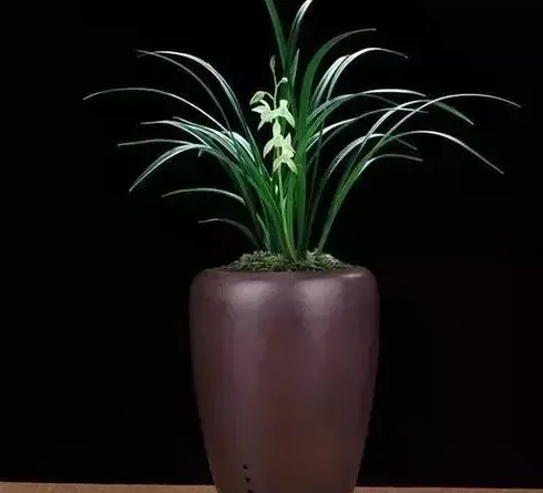 种兰花用什么花盆最好,种兰花用树脂盆还是陶瓷盆好？