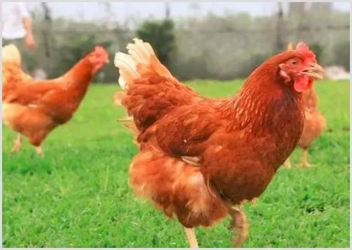 吃未熟鸡肉丧命，“带血丝的白斩鸡”还能吃吗？ | 三农知识