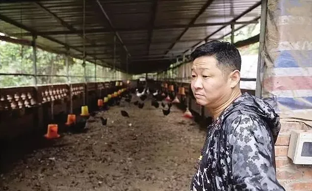 蛋鸡孵化的因素有哪些？蛋鸡孵化注意事项介绍 | 农广天地