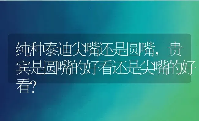 纯种泰迪尖嘴还是圆嘴,贵宾是圆嘴的好看还是尖嘴的好看？ | 养殖学堂