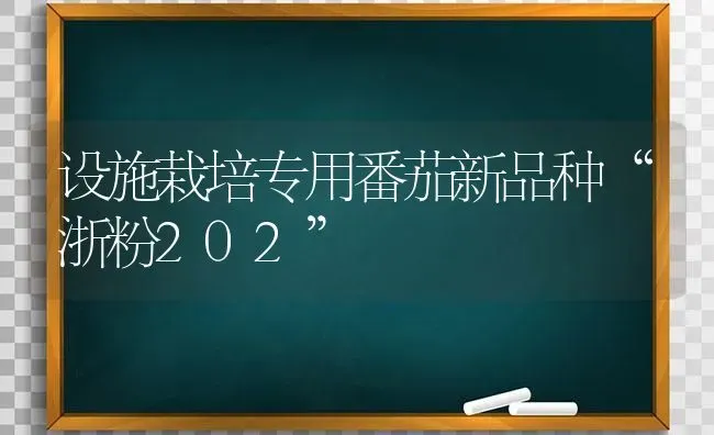 设施栽培专用番茄新品种“浙粉202” | 养殖技术大全