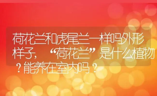 荷花兰和虎尾兰一样吗外形样子,“荷花兰”是什么植物？能养在室内吗？ | 养殖科普