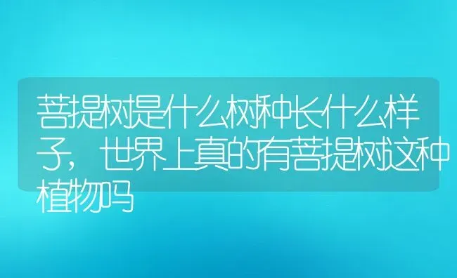 菩提树是什么树种长什么样子,世界上真的有菩提树这种植物吗 | 养殖学堂
