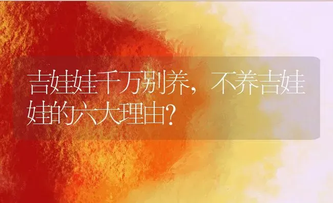 吉娃娃千万别养,不养吉娃娃的六大理由？ | 养殖学堂