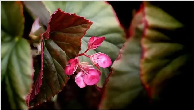 竹节海棠换盆后的养护 | 妙招大全