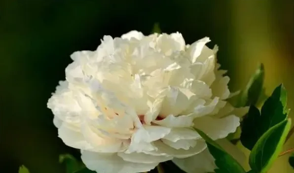 芍药和牡丹的区别 | 常识大全