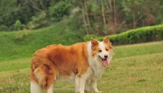 金色边牧是不是更贵,什么颜色的边境牧羊犬最贵？