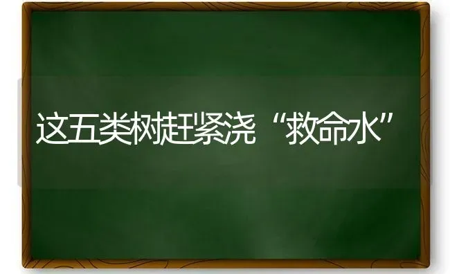 这五类树赶紧浇“救命水” | 养殖技术大全