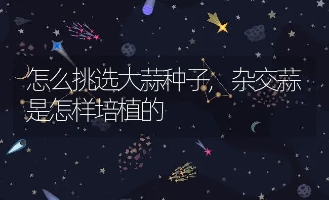 怎么挑选大蒜种子,杂交蒜是怎样培植的 | 养殖学堂