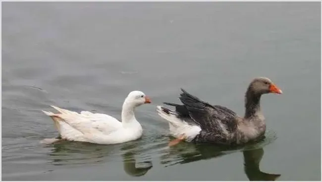 初春如何使鹅多产蛋？ | 常识大全