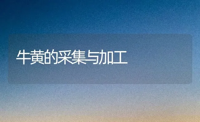 牛黄的采集与加工 | 养殖技术大全