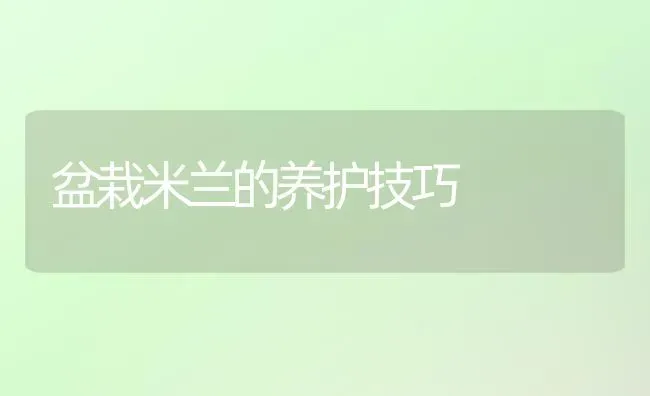 盆栽米兰的养护技巧 | 养殖知识