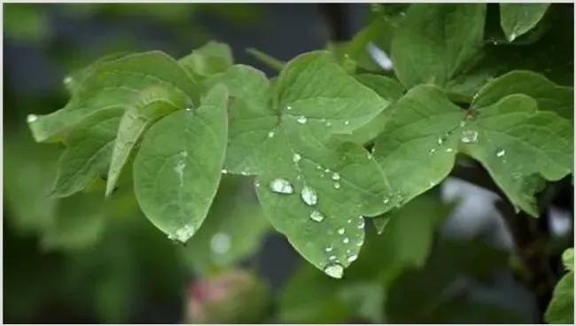 牡丹花叶子打卷是怎么回事 | 常识大全