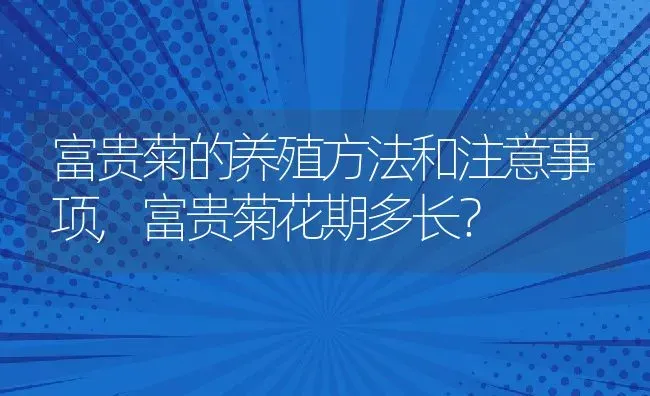 富贵菊的养殖方法和注意事项,富贵菊花期多长？ | 养殖科普