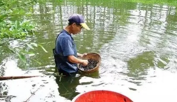 螺蛳在河蟹养殖中的作用，养殖户如何选择螺蛳投放螺蛳 | 农广天地