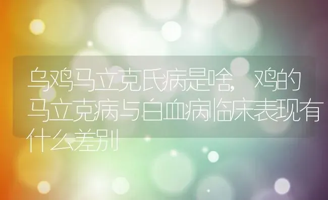 乌鸡马立克氏病是啥,鸡的马立克病与白血病临床表现有什么差别 | 养殖学堂