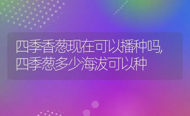 四季香葱现在可以播种吗,四季葱多少海沷可以种 | 养殖学堂