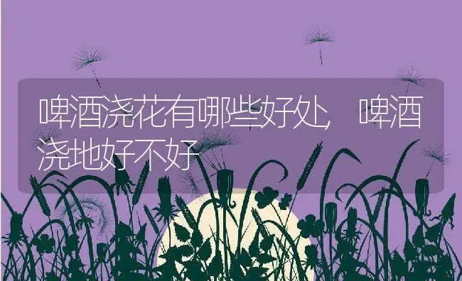 啤酒浇花有哪些好处,啤酒浇地好不好 | 养殖学堂