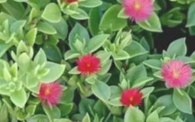 牡丹吊兰什么时候扦插最好,牡丹吊兰扦插繁殖方法步骤及4种注意事项？