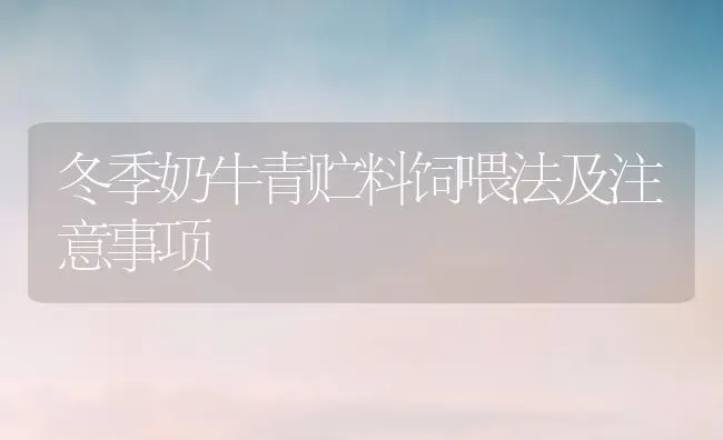 冬季奶牛青贮料饲喂法及注意事项 | 养殖知识