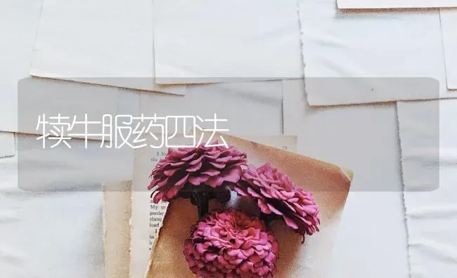 犊牛服药四法 | 养殖技术大全