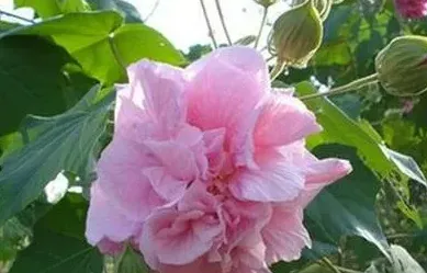 芙蓉花象征什么,国画芙蓉花和虾的寓意？