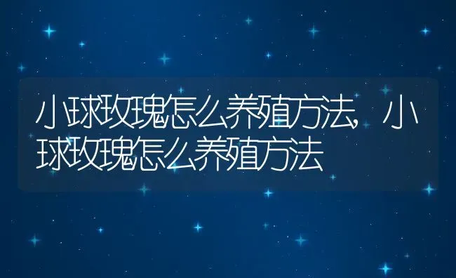 小球玫瑰怎么养殖方法,小球玫瑰怎么养殖方法 | 养殖科普