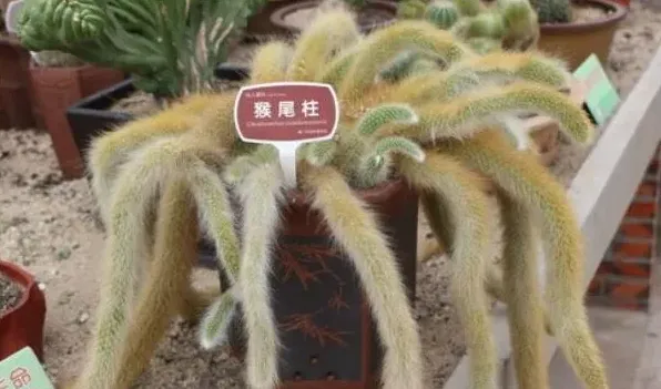 猴尾柱怎么不开花 | 农广天地