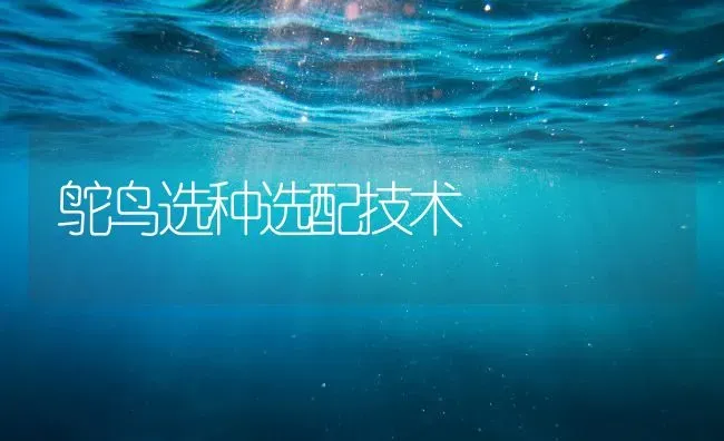 鸵鸟选种选配技术 | 养殖知识