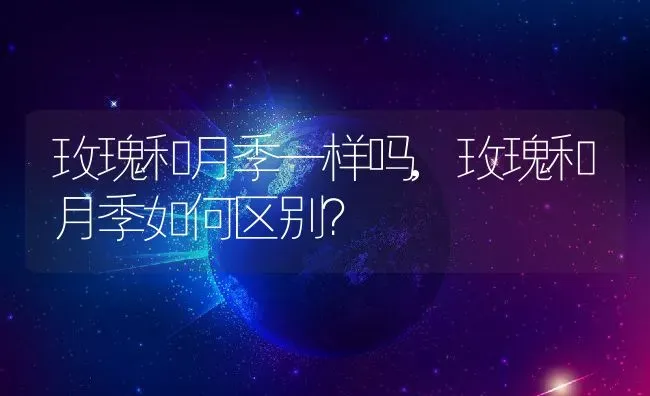 玫瑰和月季一样吗,玫瑰和月季如何区别？ | 养殖科普