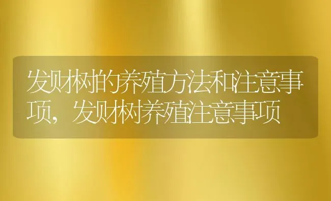 发财树的养殖方法和注意事项,发财树养殖注意事项 | 养殖学堂