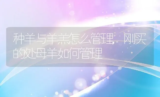 种羊与羊羔怎么管理,刚买的处母羊如何管理 | 养殖学堂
