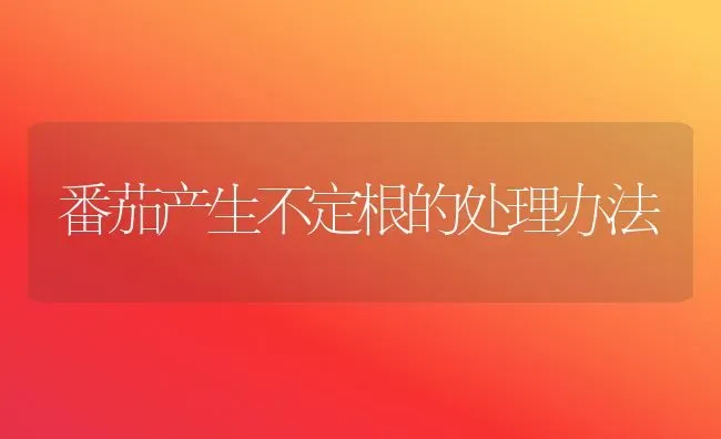 番茄产生不定根的处理办法 | 养殖技术大全