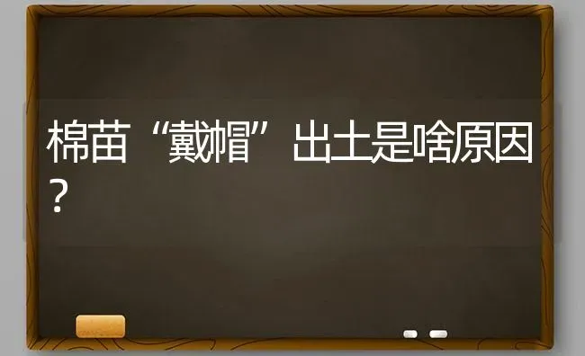 棉苗“戴帽”出土是啥原因? | 养殖技术大全