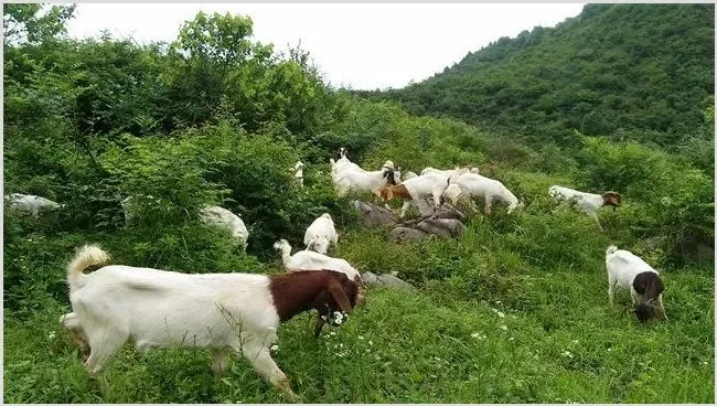 波尔山羊引种初期的管理方法 | 农广天地