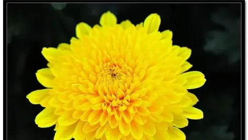 菊花代表什么意思,菊花的意义象征？
