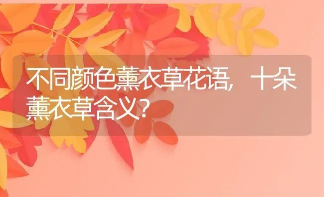 不同颜色薰衣草花语,十朵薰衣草含义？ | 养殖科普