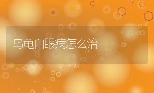 乌龟白眼病怎么治 | 养殖学堂