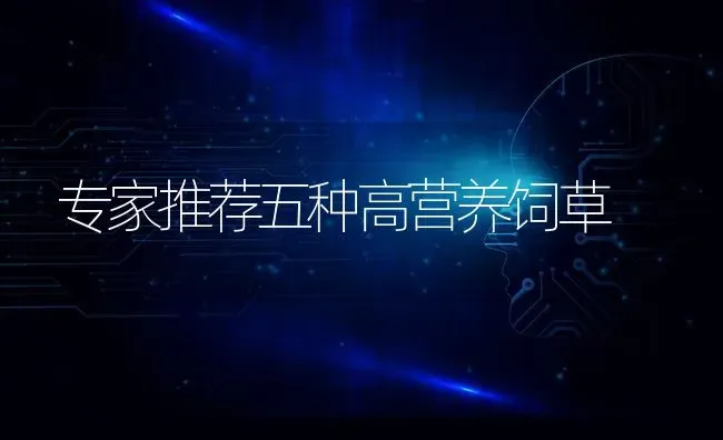 专家推荐五种高营养饲草 | 养殖技术大全