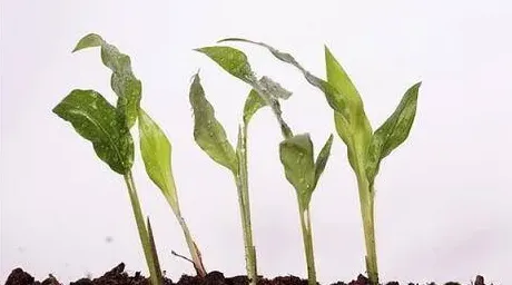 植物生长需要哪些条件,保持植物生长的重要条件？