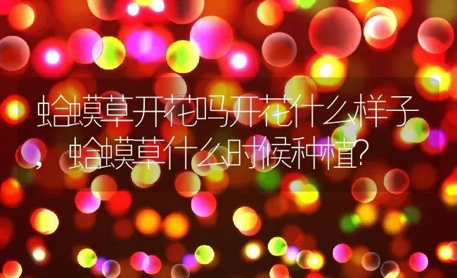 蛤蟆草开花吗开花什么样子,蛤蟆草什么时候种植？ | 养殖科普