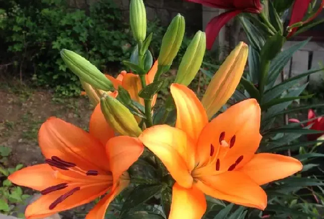 百合花怎么养 盆栽,盆栽百合花怎么养？