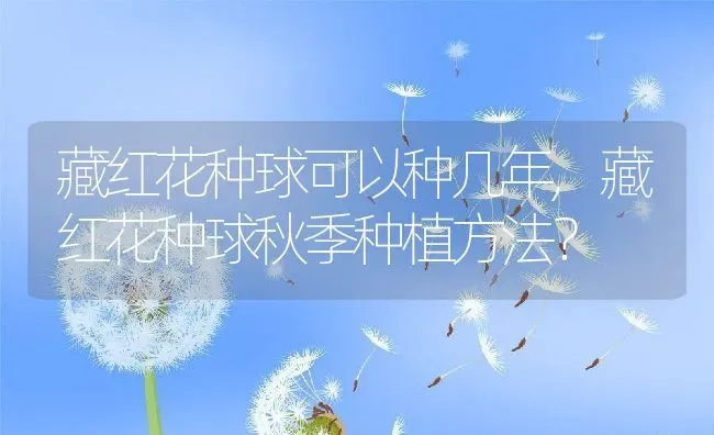 藏红花种球可以种几年,藏红花种球秋季种植方法？ | 养殖科普