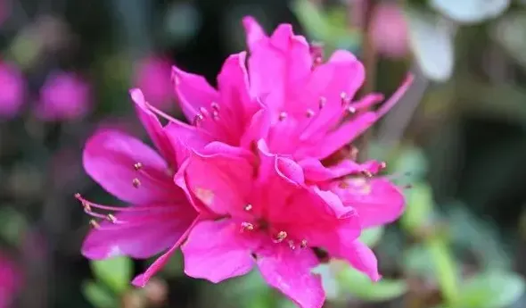 中国有哪些花,中国常见的花？