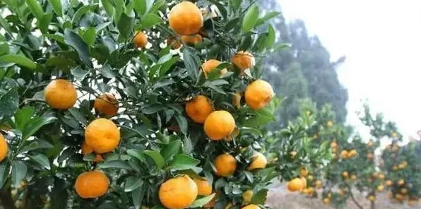 沃柑初果期种植管理技巧 | 生活妙招