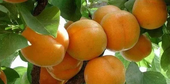 杏树苗怎么培养？杏树苗的嫁接方法 | 农广天地