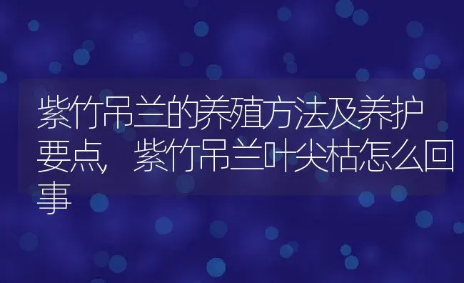 紫竹吊兰的养殖方法及养护要点,紫竹吊兰叶尖枯怎么回事 | 养殖学堂
