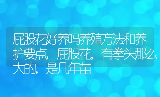 屁股花好养吗养殖方法和养护要点,屁股花，有拳头那么大的，是几年苗 | 养殖学堂